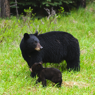photo of a black bear and its young cub in a meadow