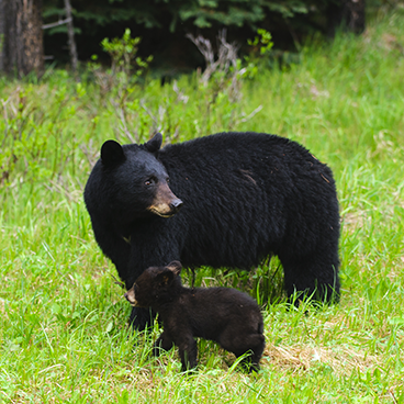 Conseils, Attaqué par un ours noir : survie 101