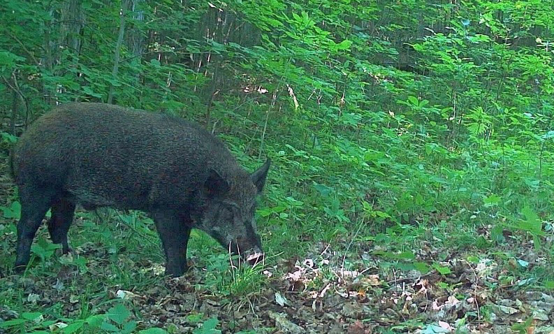 Large invasive wild pig (boar) walking in a forest.