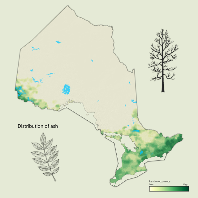 a distribution map of ash in Ontario
