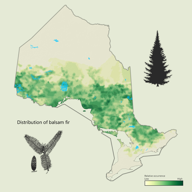 a map of balsam fir distribution in Ontario