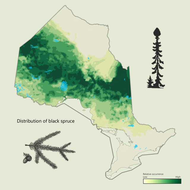a map of black spruce distribution in Ontario