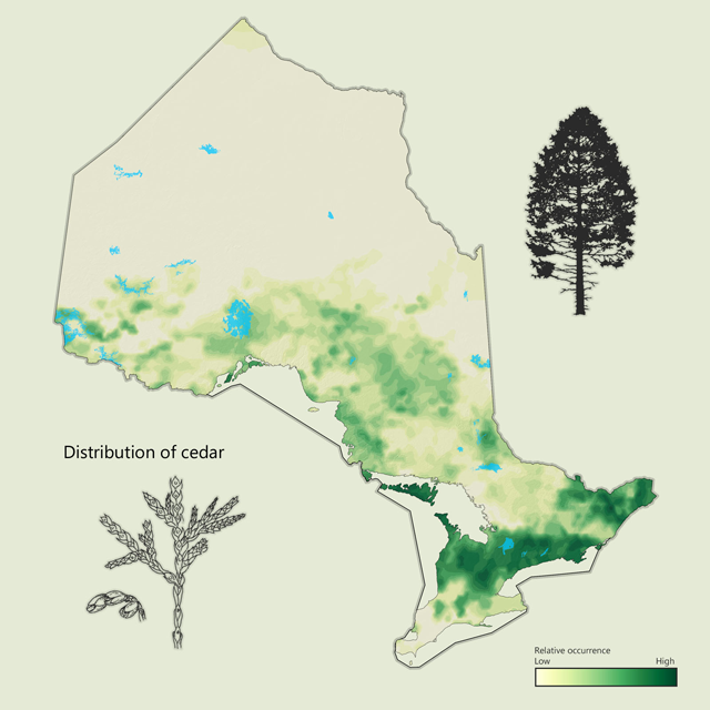 a map of cedar distribution in Ontario