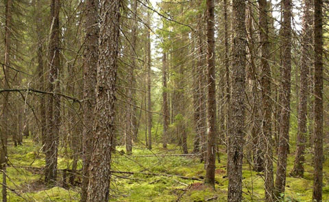 A photo of the conifer lowland forest type