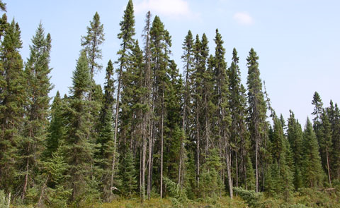 A photo of the conifer upland forest type