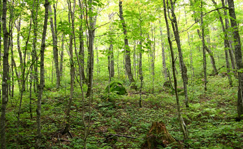 A photo of the hardwood forest type