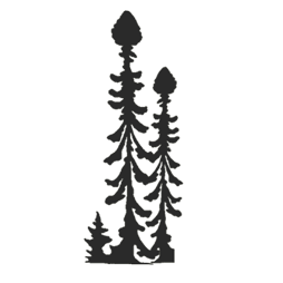 outline of black spruce tree