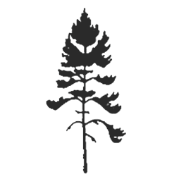 outline of jack pine tree