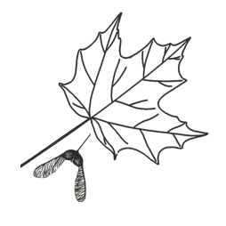 outline of maple leaf
