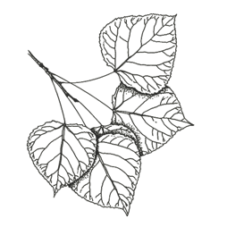 outline of poplar leaf
