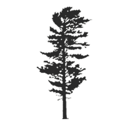 outline of white pine tree