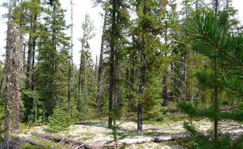 a photo of the jack pine forest type.