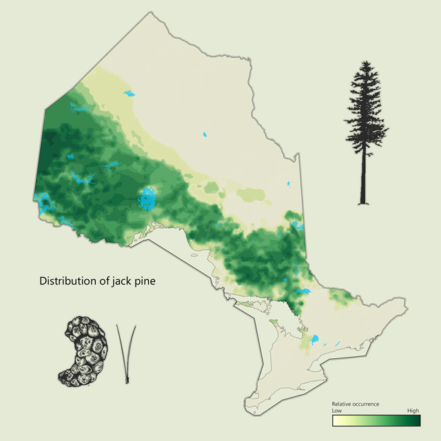 a map of jack pine distribution in Ontario