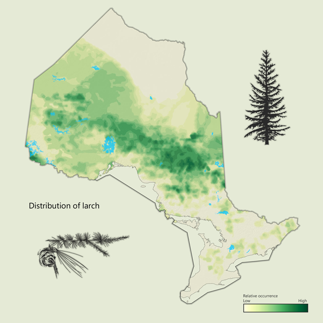 a map of larch distribution in Ontario