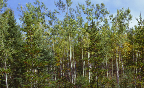 a photo of the mixedwood forest forest type