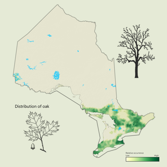 a distribution map of oak in Ontario