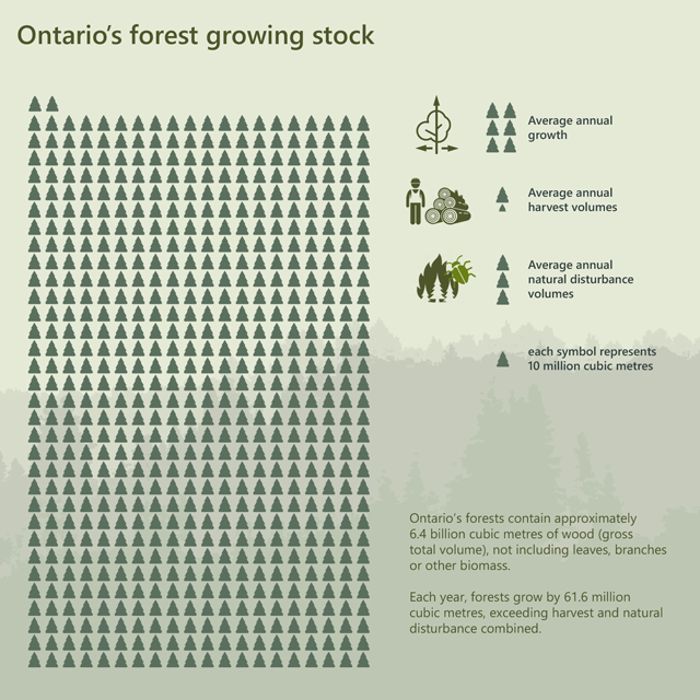 infographic depicting Ontario's total growing stock volumes