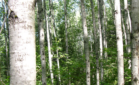 a photo of the poplar or aspen forest type.