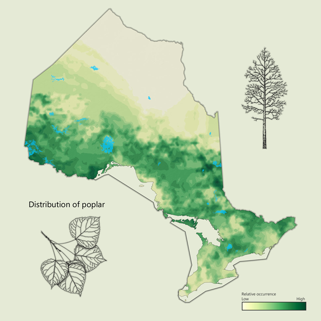 a map of poplar distribution in Ontario
