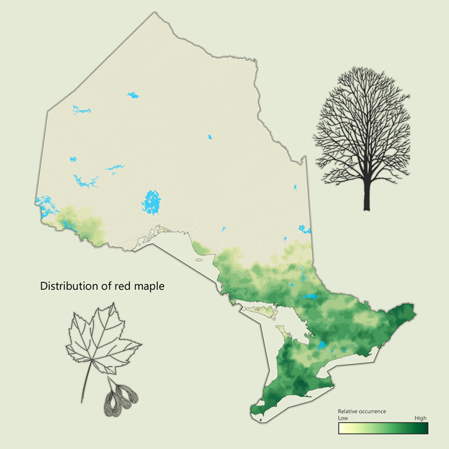 a distribution map of red maple in Ontario