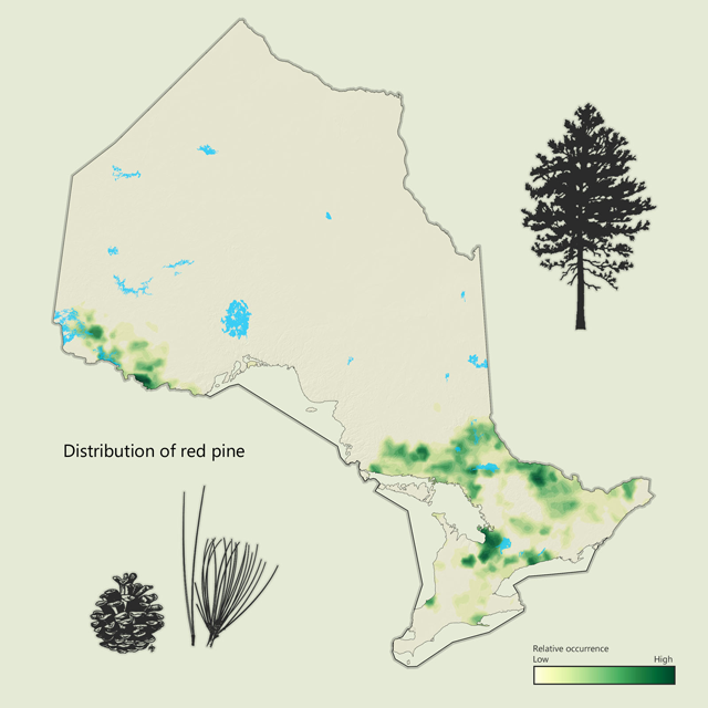 a map of the distribution of red pine in Ontario.