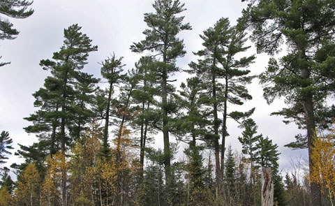 a photo of the red and white pine forest type.