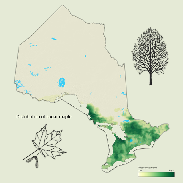 a map of sugar maple distribution in Ontario