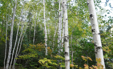 A photo of the white birch forest type.