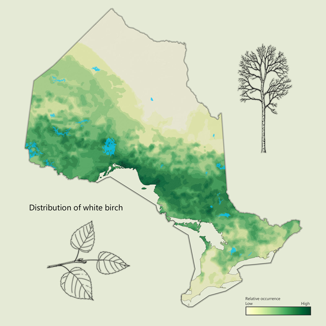 a map of white birch distribution in Ontario