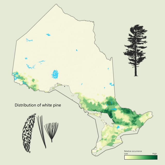 a map of white pine distribution in Ontario.
