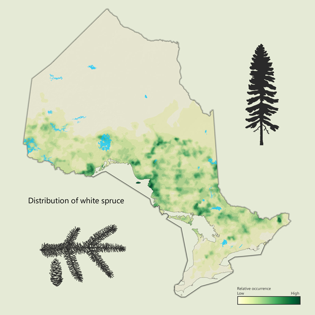 a map of white spruce distribution in Ontario