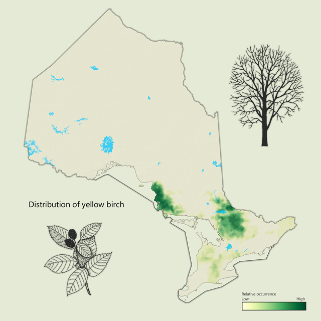 a map of yellow birch distribution in Ontario