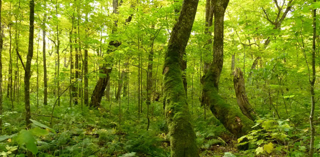 Example of maple forest in Lake Superior Provincial Park.