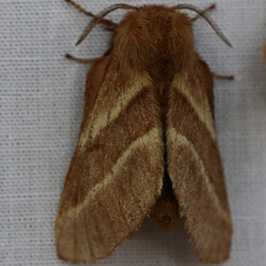 brownish moth with tan diagonal lines on its forewings