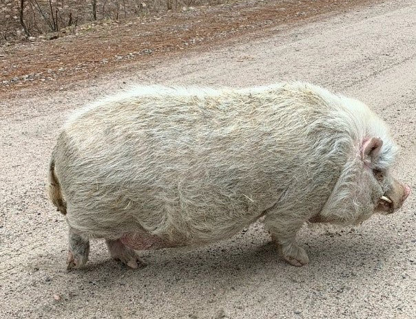 A large white wild pig with pot-bellied pig features.