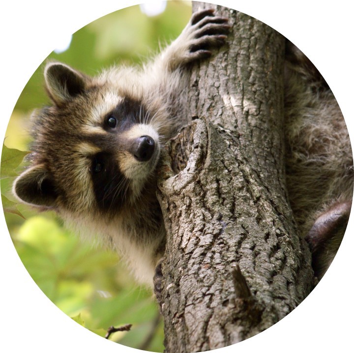Photos of a raccoon.