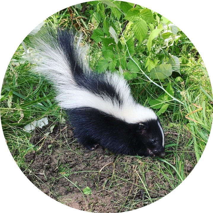 Photos of a skunk.