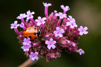 A photograph of Nine-spotted Lady Beetle.