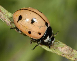 Photo of an adult Nine-spotted Lady Beetle perched on a plant leaf.