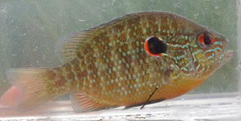 A photograph of a Northern Sunfish (Great Lakes - Upper St. Lawrence populations)