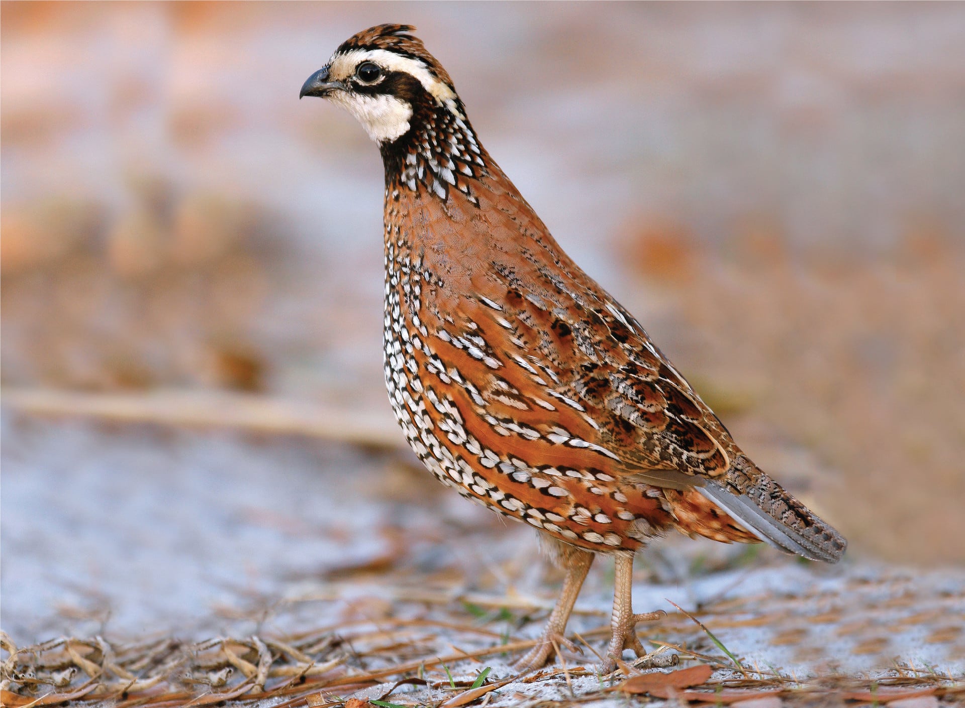 Northern Bobwhite