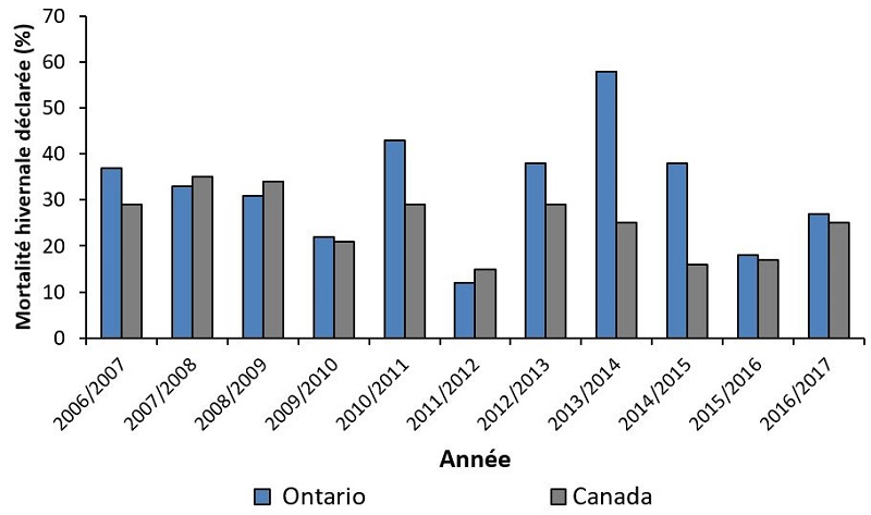 Mortalité hivernale (%) déclarée par les apiculteurs commerciaux de l’Ontario (bleu) et du Canada (gris) de 2006-2007 à 2016-2017.