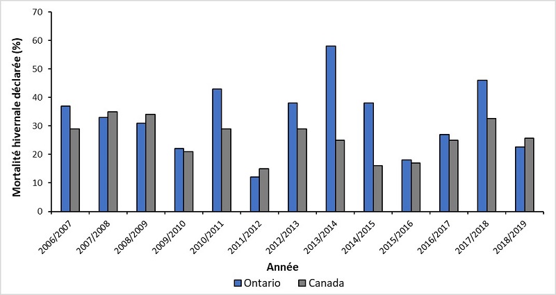 Mortalité hivernale déclarée (en %) par les apiculteurs commerciaux de l’Ontario (bleu) et du Canada (gris) de 2006-2007 à 2018-2019.