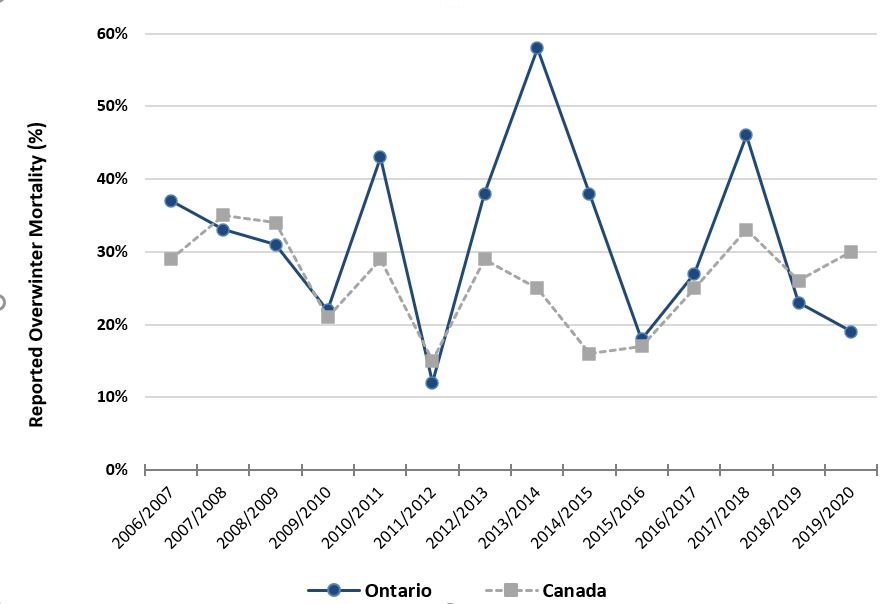 Overwinter mortality (%) reported by commercial beekeepers in Ontario (blue) and Canada (grey) from 2006-2007 to 2019-2020