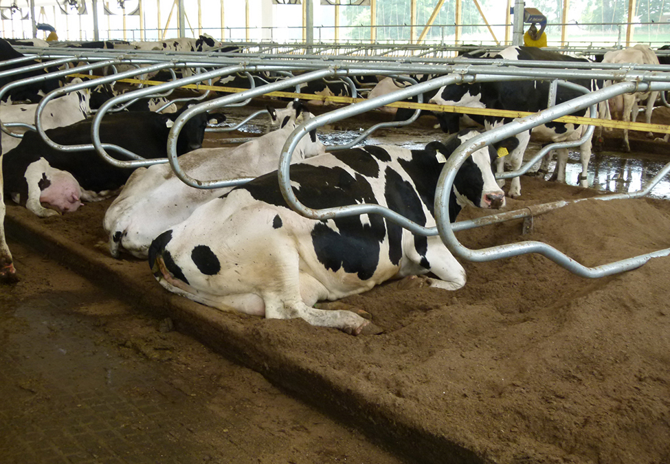 . Vaches Holstein étendues dans des stalles de stabulation libre sur de la litière compostée.