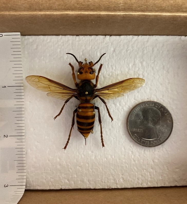 A specimen of Vespa mandarina (northern giant hornet) is pinned to Styrofoam and next to the hornet is a measuring tape and an American quarter to give a scale for the hornet’s size. The specimen is approximately 4 to 5 centimetres (2 inches) long. It has a large yellow/orange head with black eyes, there is a distinct contrast in colour between the head and thorax, and the abdomen has alternating yellow/orange and brown bands encircling it.