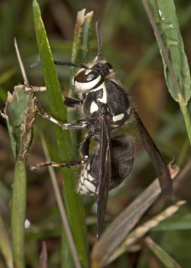 A Bald-faced hornet on a blade of grass. This species of hornet is part of the yellowjacket family. It has a large head and is mostly black in colouring with some white markings on its head, thorax and abdomen. This species of hornet grows to approximately 1.2 to 2 centimetres (¾ inches) in length.