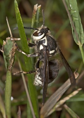 Guêpe à taches blanches sur un brin d’herbe. Cette espèce de guêpe (du genre Dolichovespula) fait partie de la même famille que les guêpes à rayures jaunes et noires. Elle possède une grosse tête, et elle est presque entièrement noire avec certaines marques blanches sur la tête, le thorax et l’abdomen. Elle mesure environ 1,2 à 2 cm (¾ pouce) de longueur.