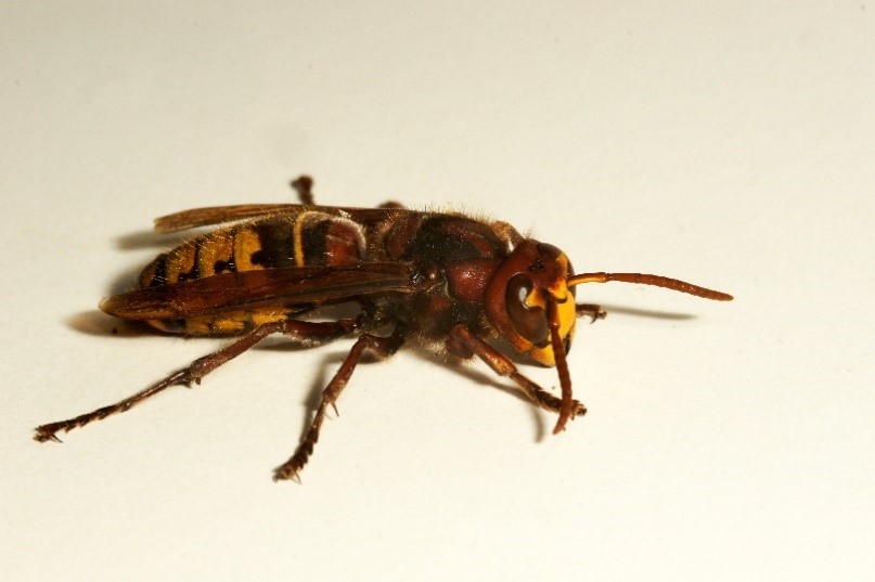 A specimen of <i>Vespa crabro</i> (aka European hornet) on a white background. This hornet has dark red/brown on its head and thorax. It has a dark band at the top of its abdomen followed by dark “teardrops”.