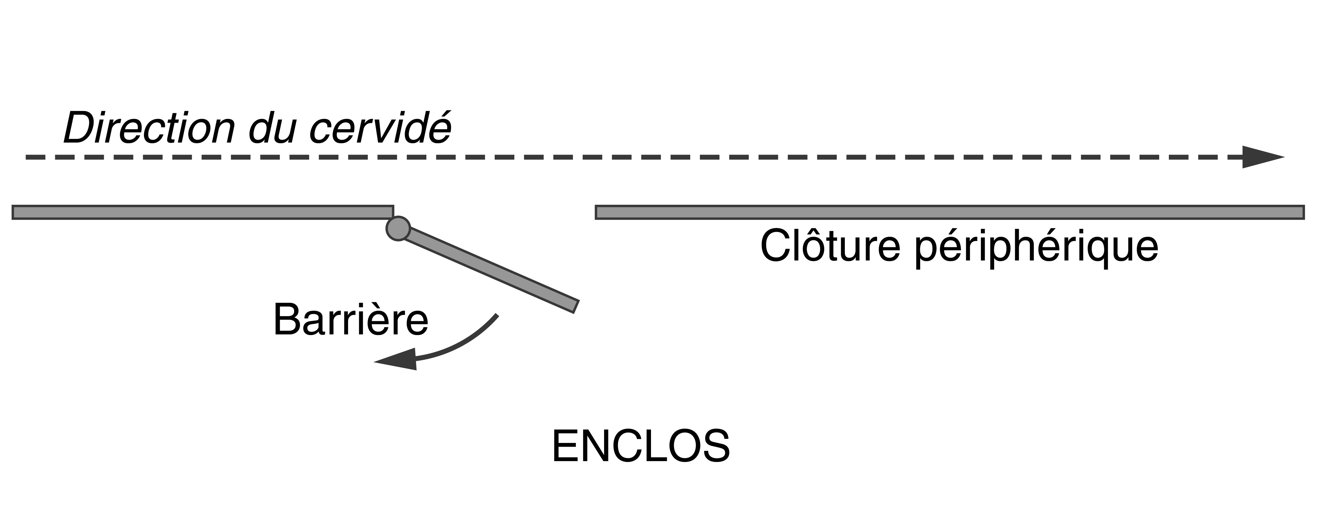Schéma montrant la direction qu'empruntera le cervid é si la barrière est partiellement ouverte.